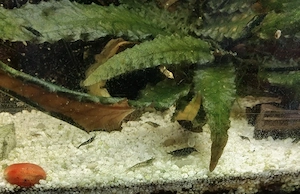 Neocaridina davidi Mix Süßwassergarnelen