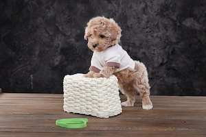 Bezaubernde Maltipoo Welpen   kleine Herzensbrecher suchen ihre Familien