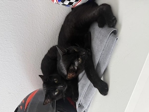 Europäische Kurzhaar Katze 