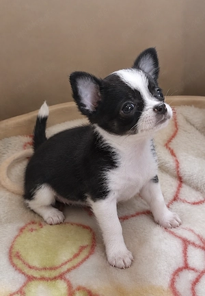 Unser verspieltes Chihuahua Mädchen zieht aus