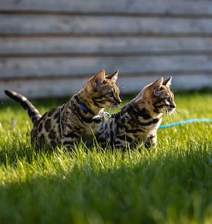 Zwei wunderschöne Bengalkater Brüder