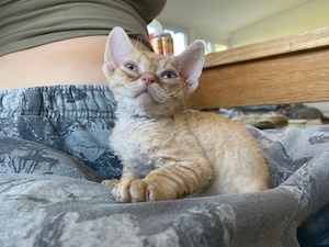 Nur noch ein Devon Rex Katerchen abzugeben!