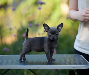 Chihuahua welpen