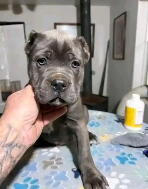 Beautiful   baby who's ready to take me home
