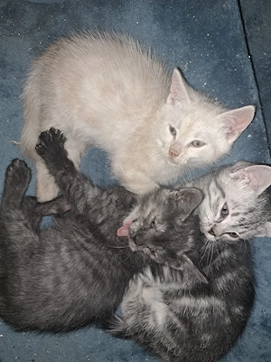 Kitten in liebevolle Hände zu vergeben