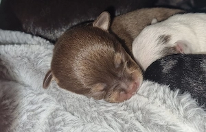 Zuckersüße Chihuahua Welpen!