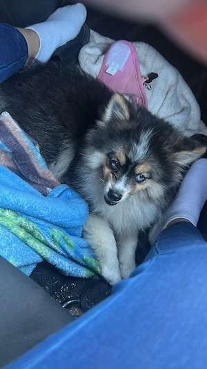 Pomsky Welpe Husky 