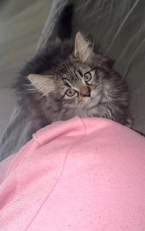kleine Katzdame sucht ein Liebes volles Zuhause