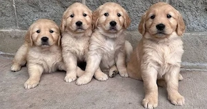 Golden retriever welpen 