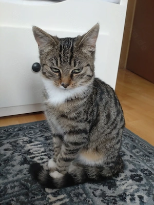 Kitten 5 Monate suchen liebevolles Zuhause