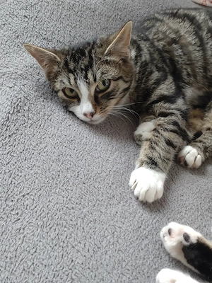 Kitten 5 Monate suchen liebevolles Zuhause