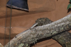 1.0 (Male) Gillens Zwergwaran NZ' 24 Varanus gilleni 