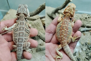1.1 Bartagamen Paar Juni 2026 Pogona vitticeps