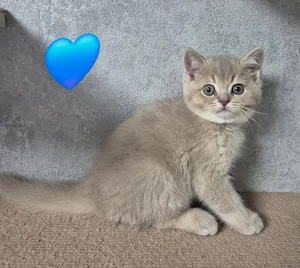 BKH Kitten 
