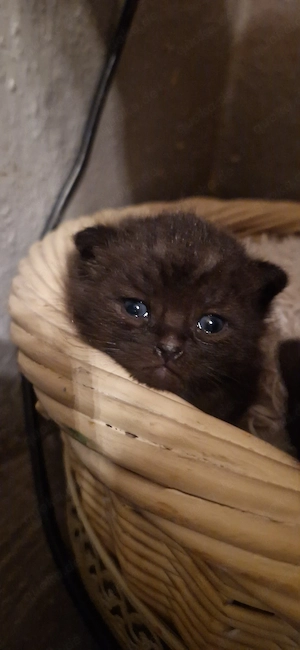 schwarze BKH-Mix Babykatze