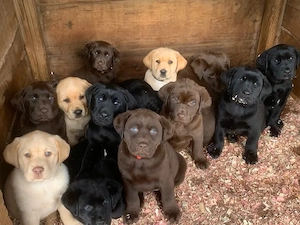 Labrador retriever welpen 