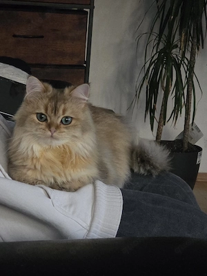 Britisch langhaar  reinrassig   Deckkater