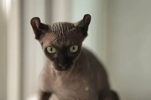 Elf-Sphynx-Katzen