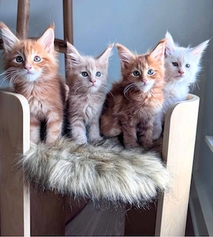 Wunderschöne reinrassige Maine-Coon-Kätzchen