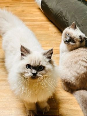 2 Kitten Schwestern BLH BKH Katzen nur gemeinsam