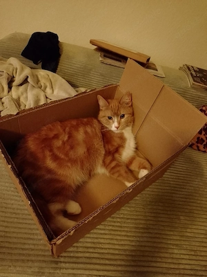 Kater Oskar
