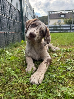 Hundewelpe 