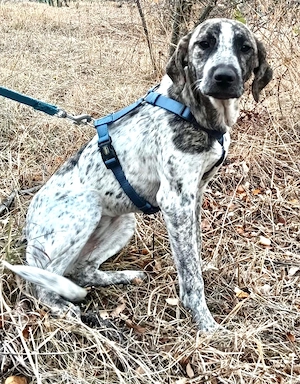 Krista cocker spaniel Mix
