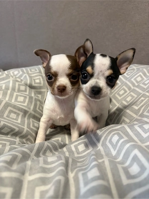 Chihuahua Welpen 