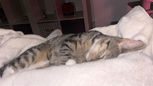 kleiner kater abzugeben 