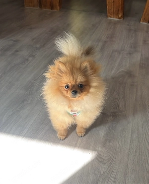 Pomeranian Zwergspitz Hündin 7 Monate 