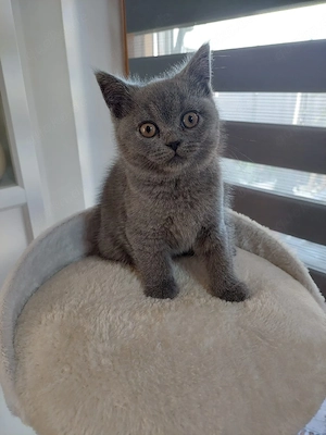 bkh reinrassig kater 