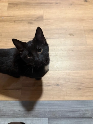 Katzenbabys
