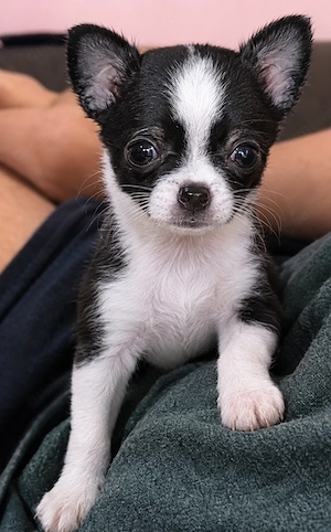 Traumhaftes Chihuahua-Mädchen sucht ein Körbchen auf Lebenszeit