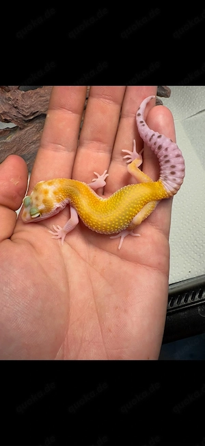 Leopardengecko 0.1 White and Yellow het Tremper Albino 