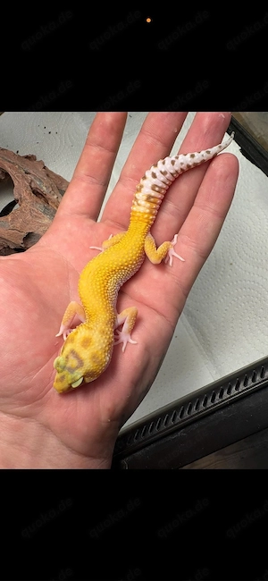 Leopardengecko 0.1 Super Blood het Tremper Albino 