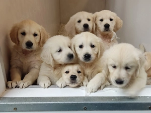Golden retriever Welpen 