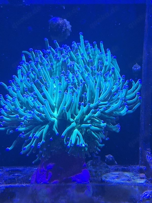 Suche Euphillia und Caulastrea