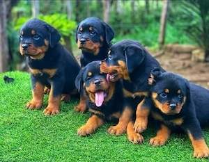 Awer Rottweiler Welpen 