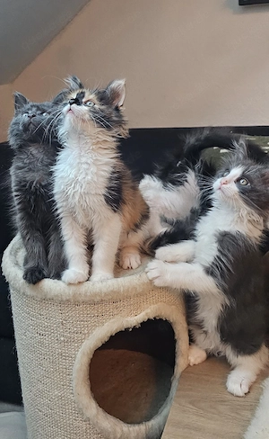 Reinrassige Maine Coon Kätzchen