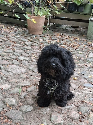 Havapoo Toypudel  Havaneser ähnl.Maltipoo Cockapoo