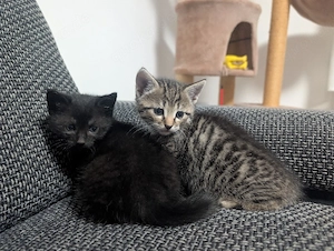 Katzenbabys 
