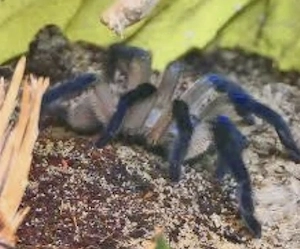 Terrarium mit Gruppe (8) balfouris Blaue Jemenvogelspinnen