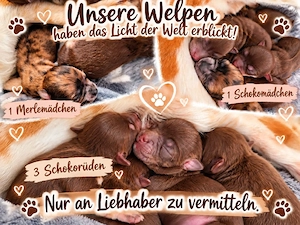 Chihuahua Welpen 