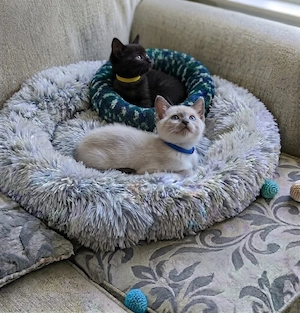Zuckersüße BKH-Siam-Mix Kitten suchen ein liebevolles Zuhause! 