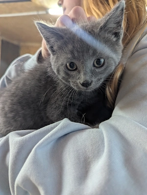 Babykatze4 Babykatze 