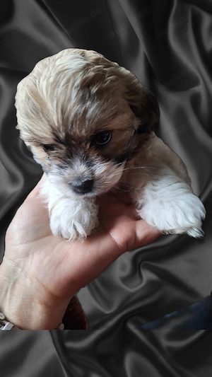Wellpen shih tzu