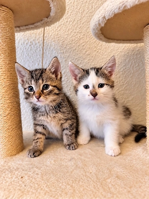 2 süsse Katzen suchen win tolles zuhause 