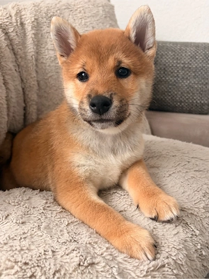Shiba Inu Welpe aus liebevoller Familienaufzucht   Abgabe ab 12 Wochen