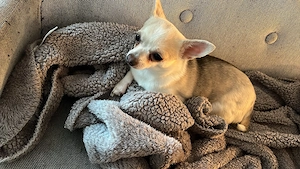 Kleine Chihuahua Hündin 2 jahre