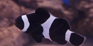 Meerwasser   Fische   Korallen 
